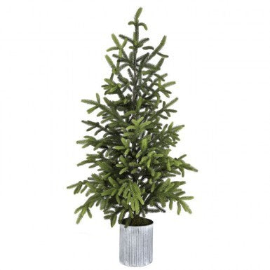 60" Potted Norway Spruce Tree