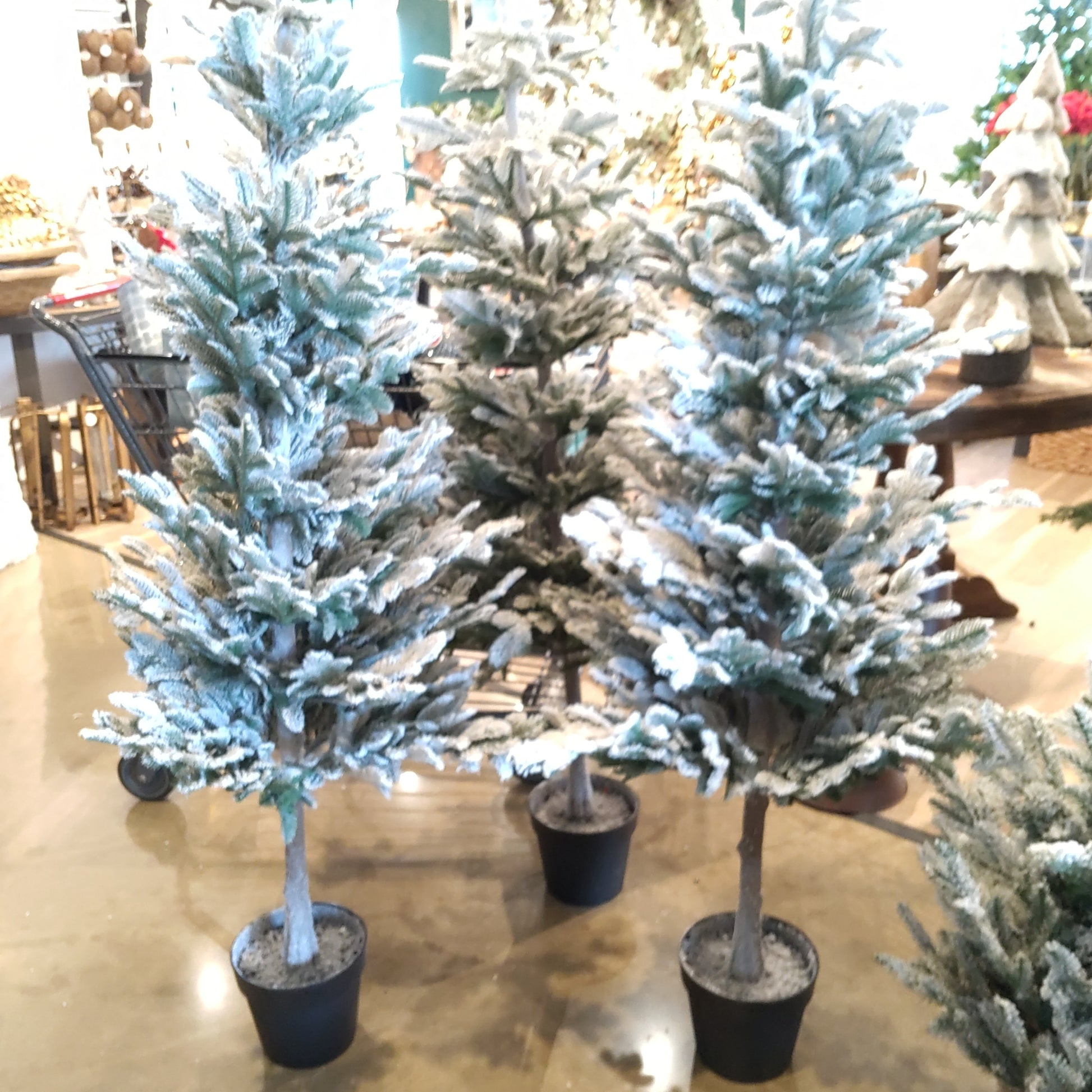 60"Sn Pine Tree IN Plastic Pot