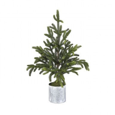 36" Potted Norway Spruce Tree